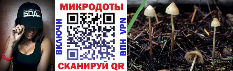 Псилоцибиновые грибы Psilocybine cubensis  Шагонар 